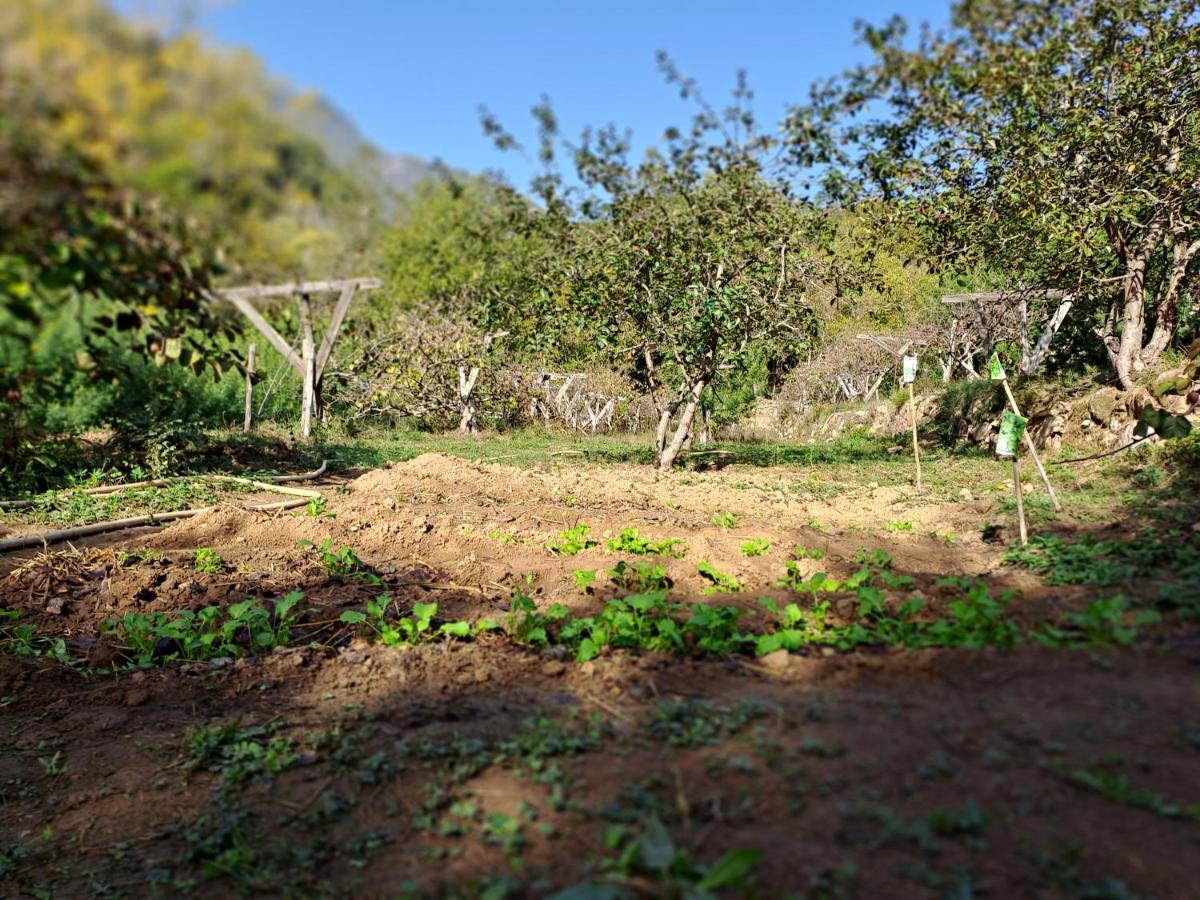 Agricamping Ponteraggio N.1 Hotel Dolceacqua Exterior photo