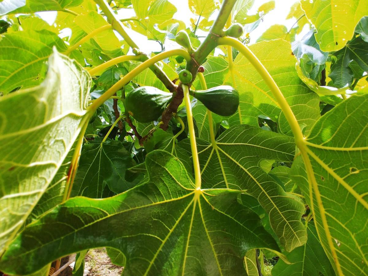 Agricamping Ponteraggio N.1 Hotel Dolceacqua Exterior photo