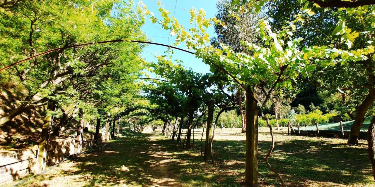 Agricamping Ponteraggio N.1 Hotel Dolceacqua Exterior photo